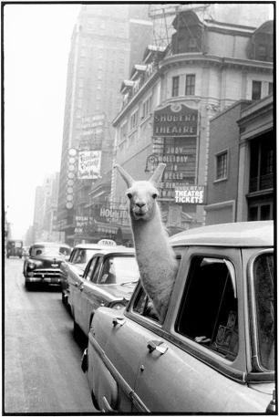 una llama en times square, Inge Morath, 1957